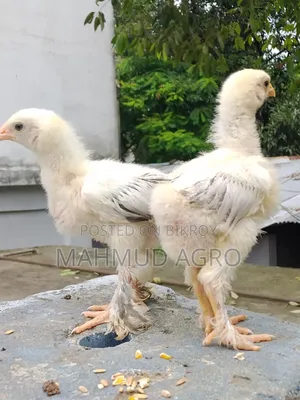 Brahma Chicks