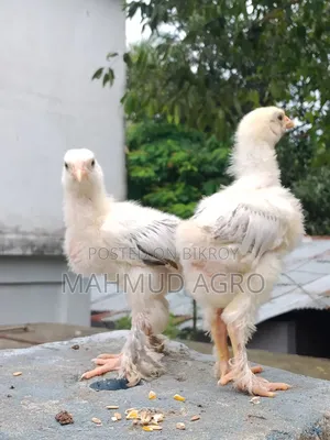Brahma Chicks