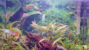 High Quality Mix Guppy 7 Pieces 200 Taka Fixed