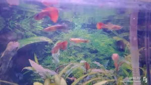 High Quality Mix Guppy 7 Pieces 200 Taka Fixed