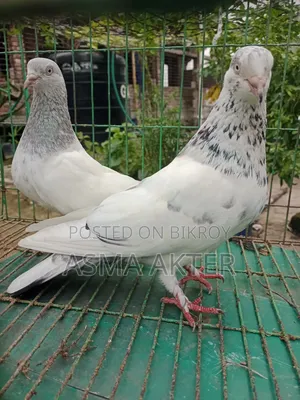 ভালো মানের গিরিবাজ জোড়া