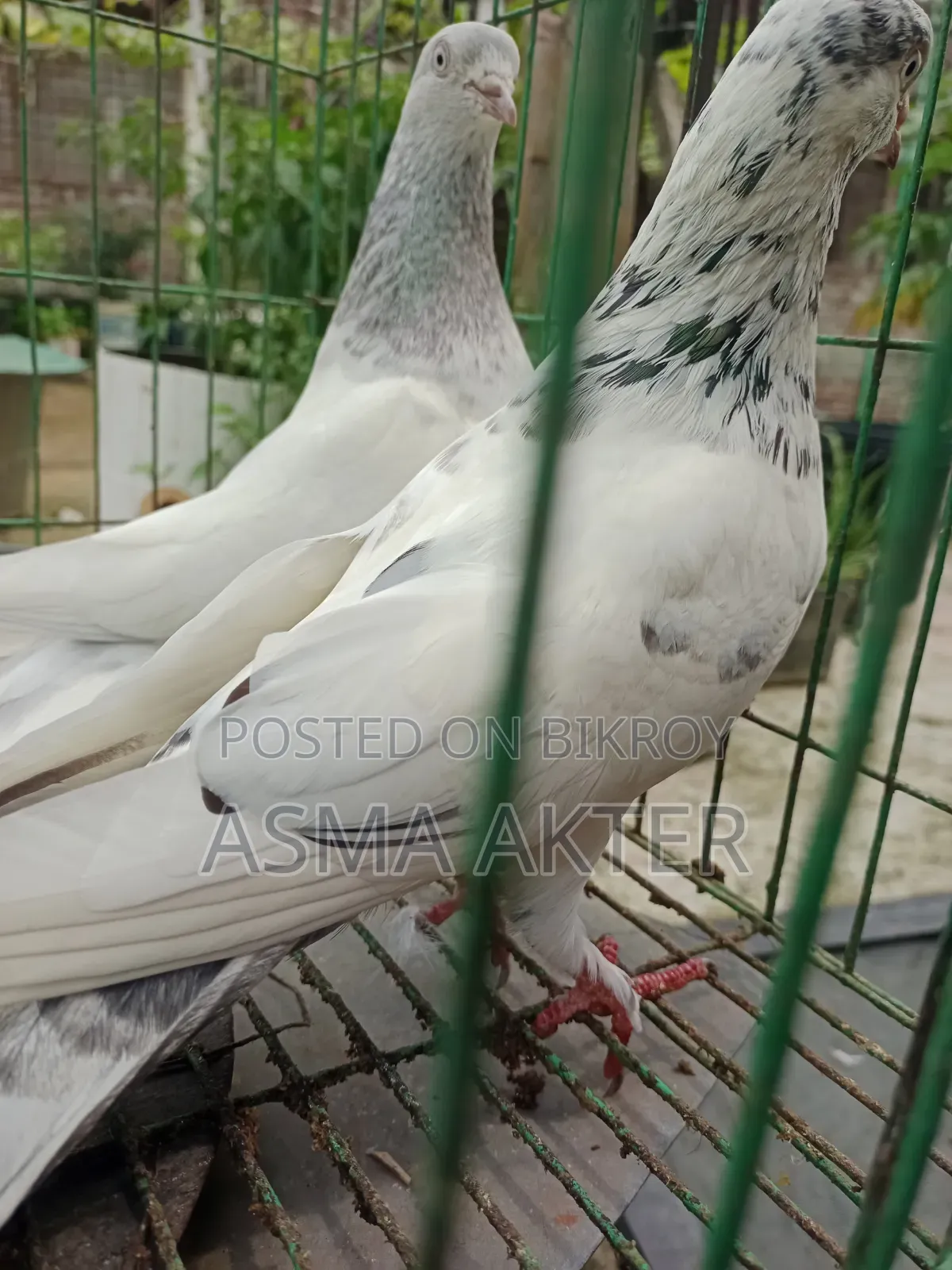 ভালো মানের গিরিবাজ জোড়া
