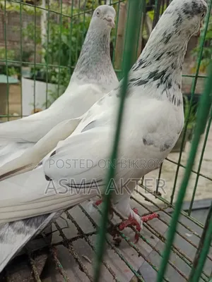 ভালো মানের গিরিবাজ জোড়া