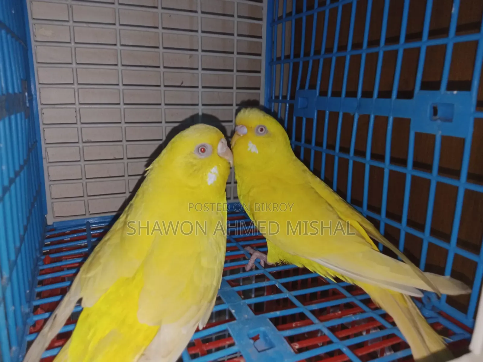 Red Eye Running Pair Lutino