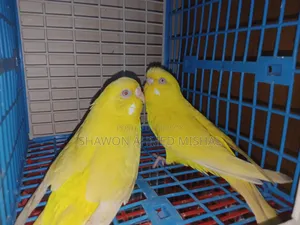 রেড আই রানিং পেয়ার লুটিনো