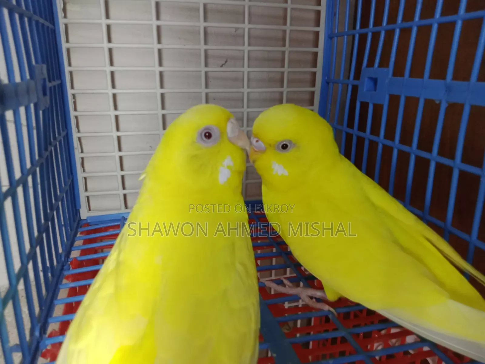 Red Eye Running Pair Lutino