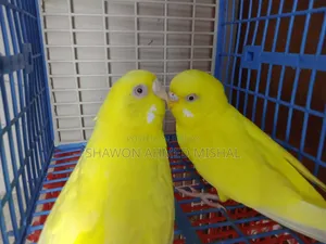 Red Eye Running Pair Lutino