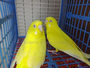 Red Eye Running Pair Lutino