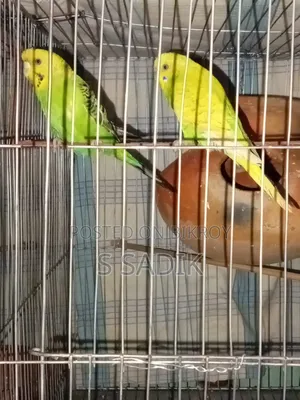 1 Pair of Budgies for Sale