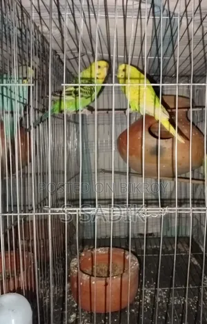 1 Pair of Budgies for Sale