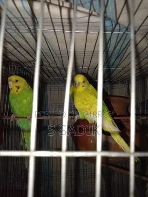 1 Pair of Budgies for Sale