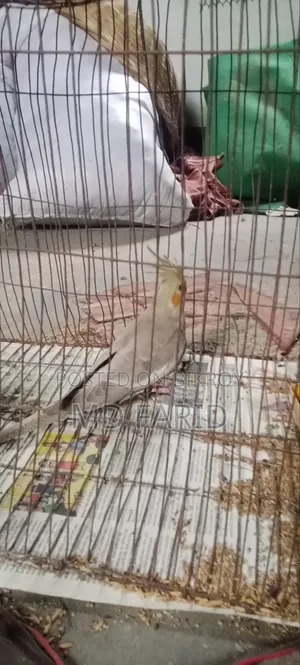 Cockatiel for sale
