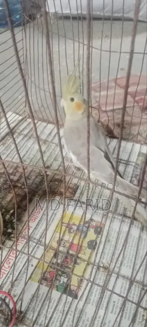 Cockatiel for sale