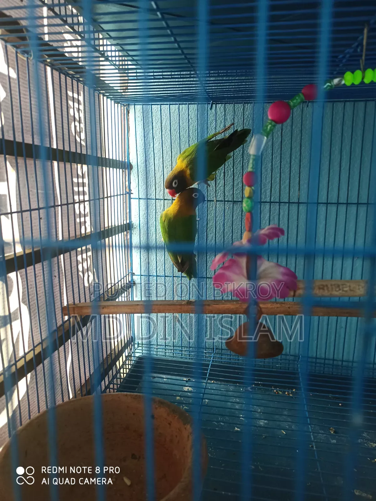 Love Bird pair for sale