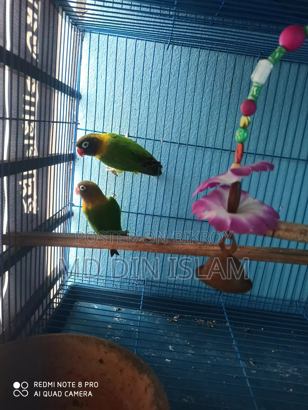 Love Bird pair for sale