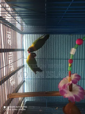 Love Bird pair for sale