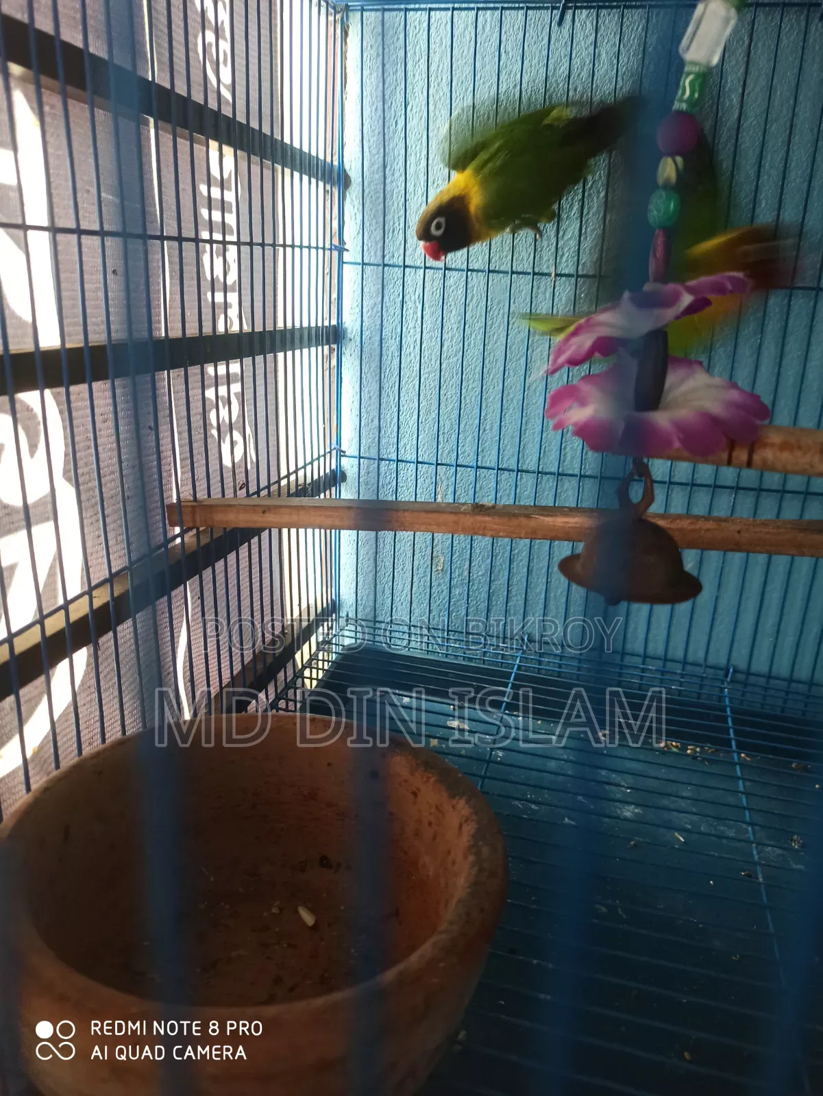 Love Bird pair for sale