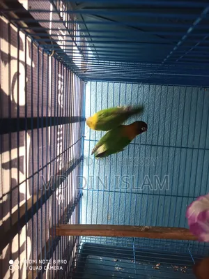 Love Bird pair for sale
