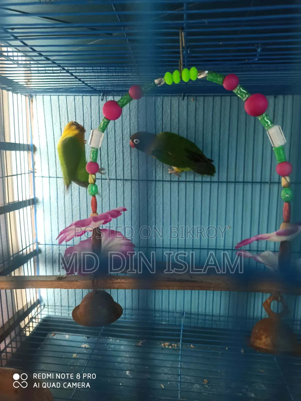 Love Bird pair for sale