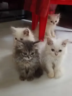 1-3 months Female Purebred Persian