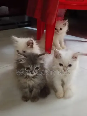 1-3 months Female Purebred Persian
