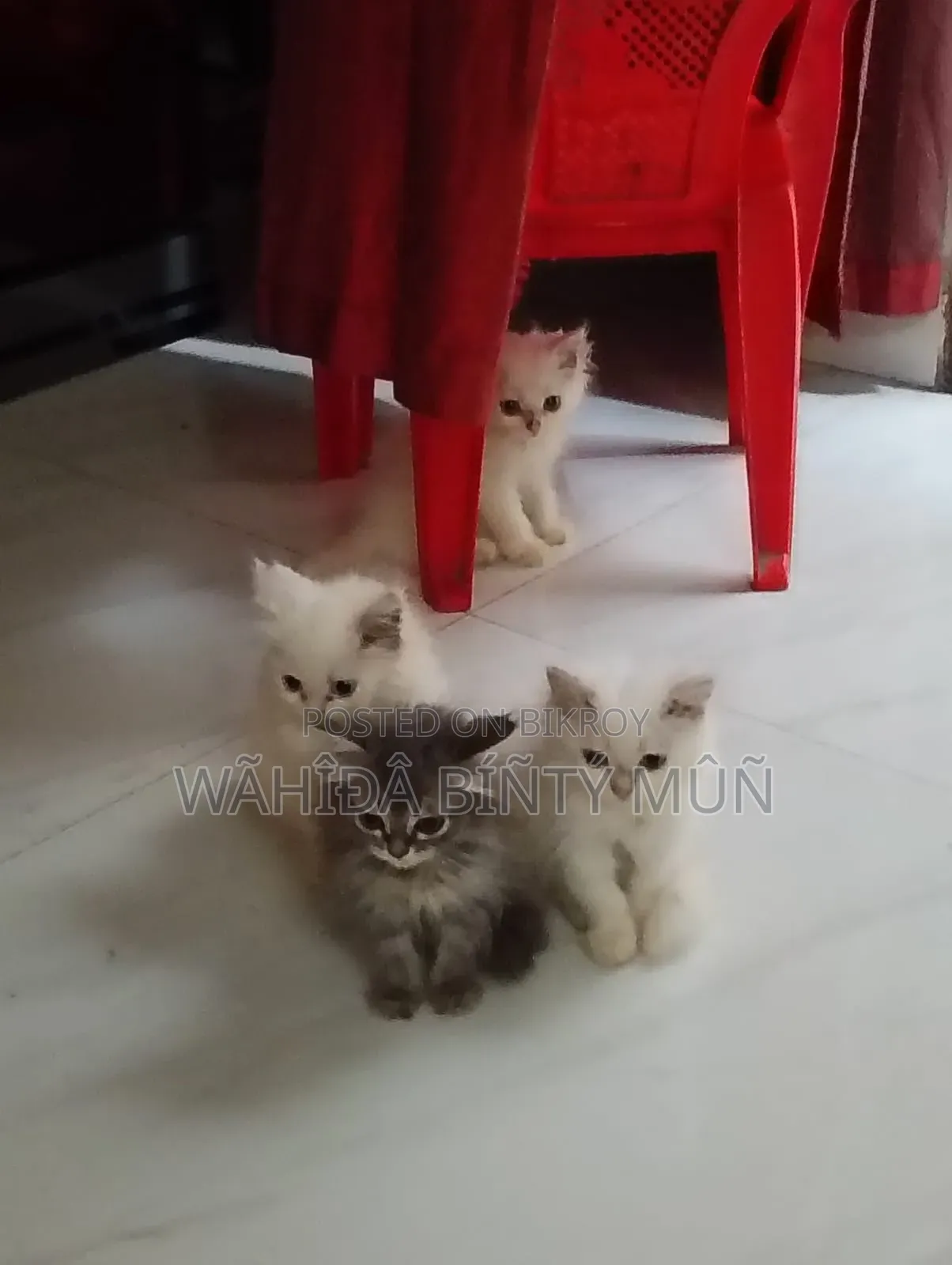 1-3 months Female Purebred Persian