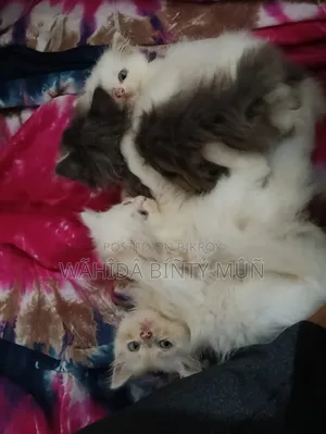 1-3 months Female Purebred Persian
