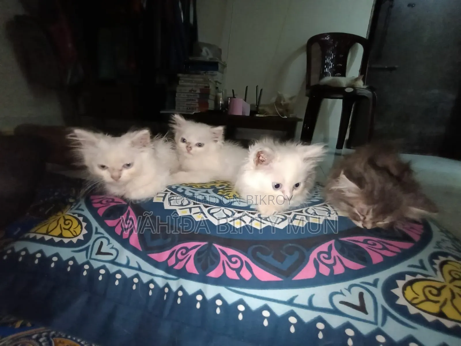 1-3 months Female Purebred Persian