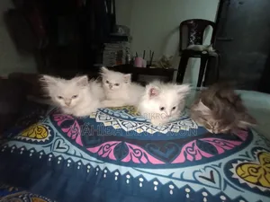 1-3 months Female Purebred Persian
