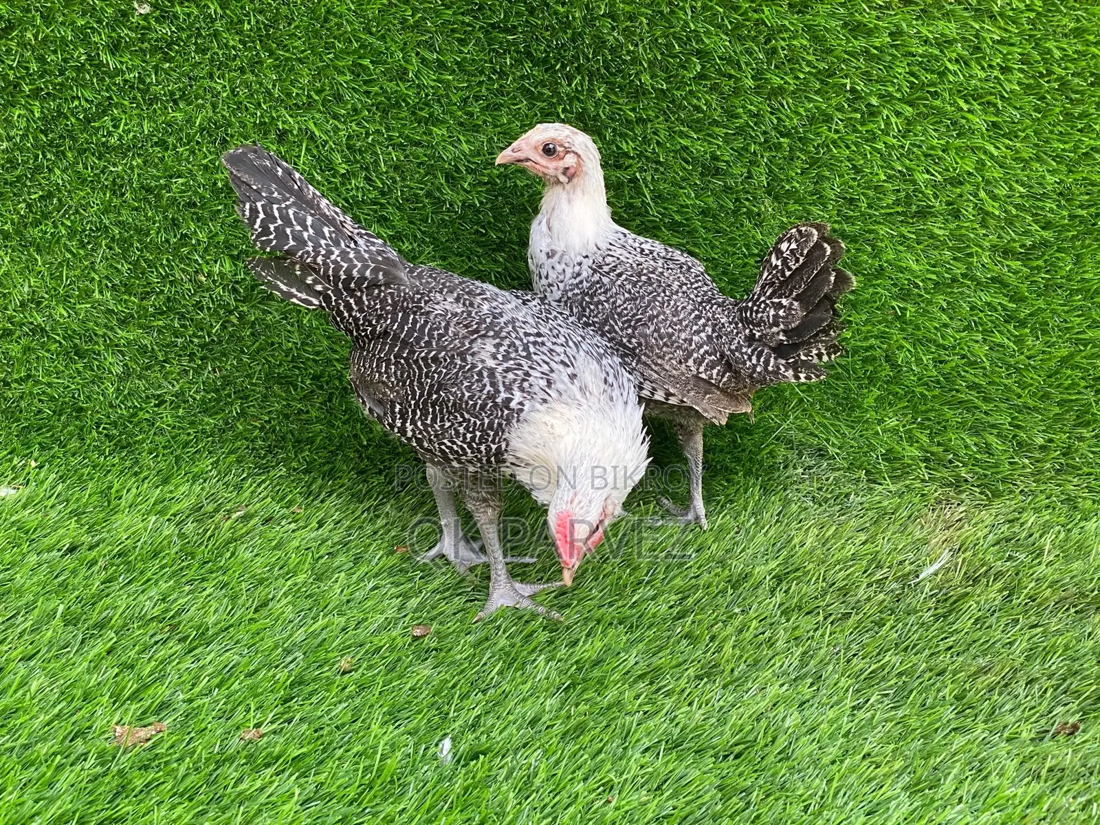 Original Fayoumi Chicken Chicks
