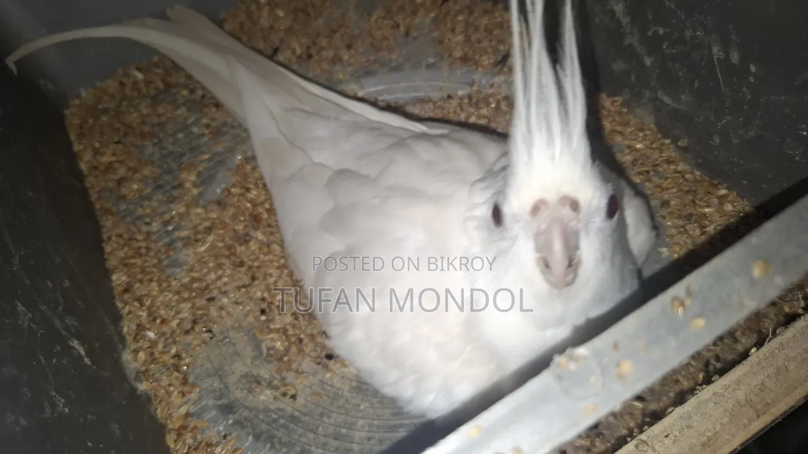 Albino Cockatiel