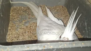 Albino Cockatiel