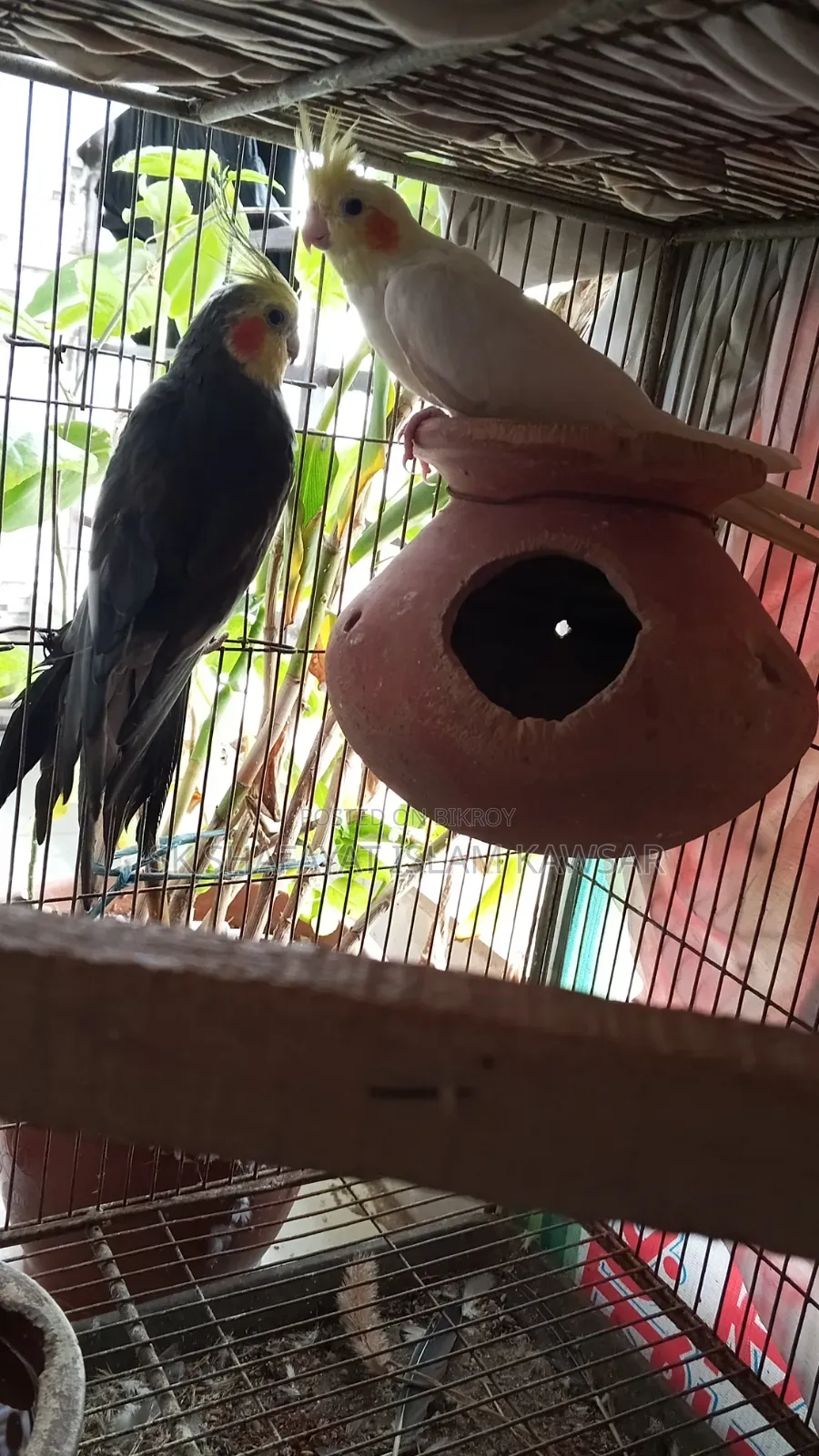 ককাটেল জোড়া