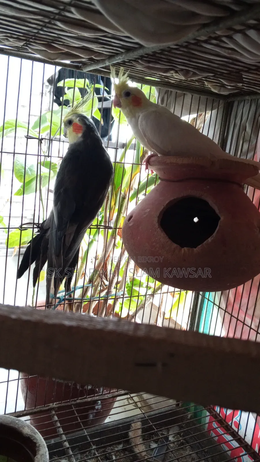 ককাটেল জোড়া