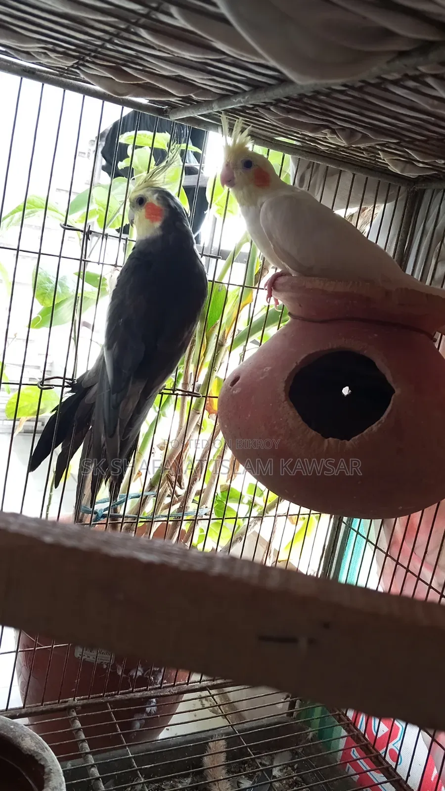 ককাটেল জোড়া