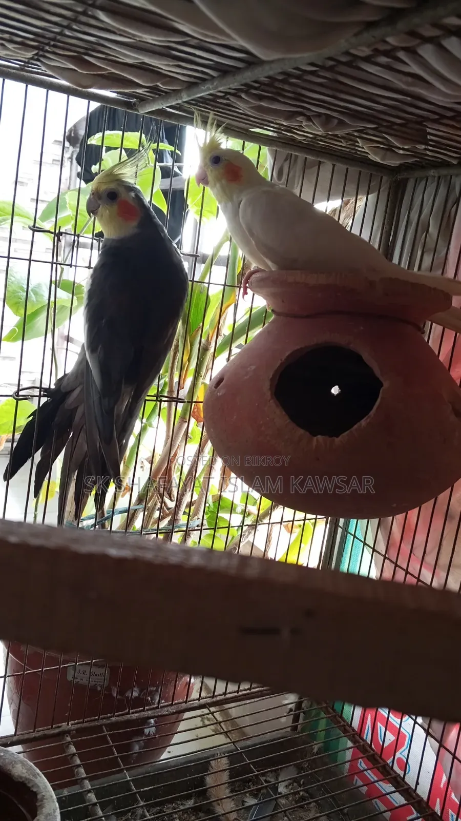 ককাটেল জোড়া