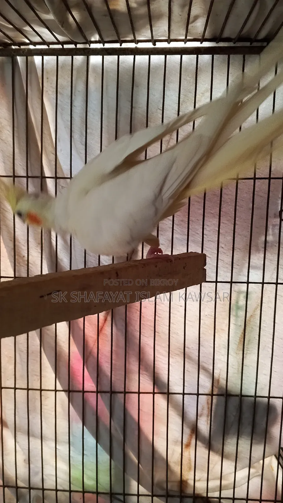 ককাটেল জোড়া