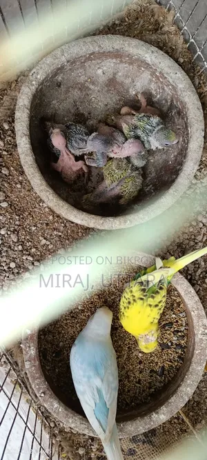 Budgerigar Bird Sale