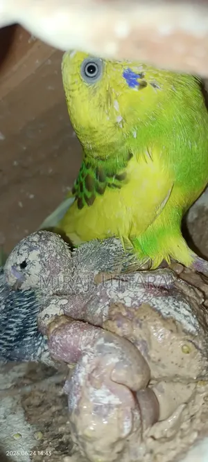 Budgerigar Bird Sale