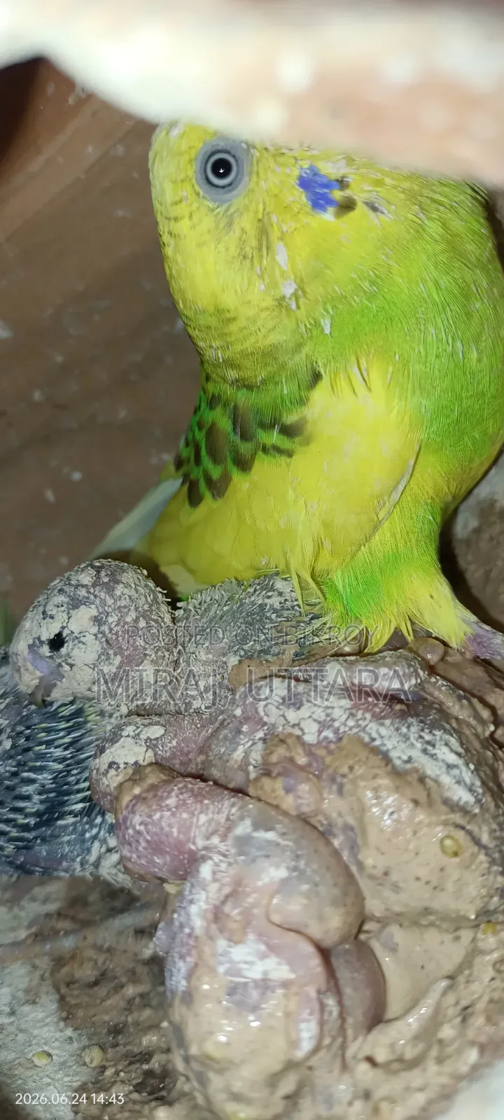 Budgerigar Bird Sale
