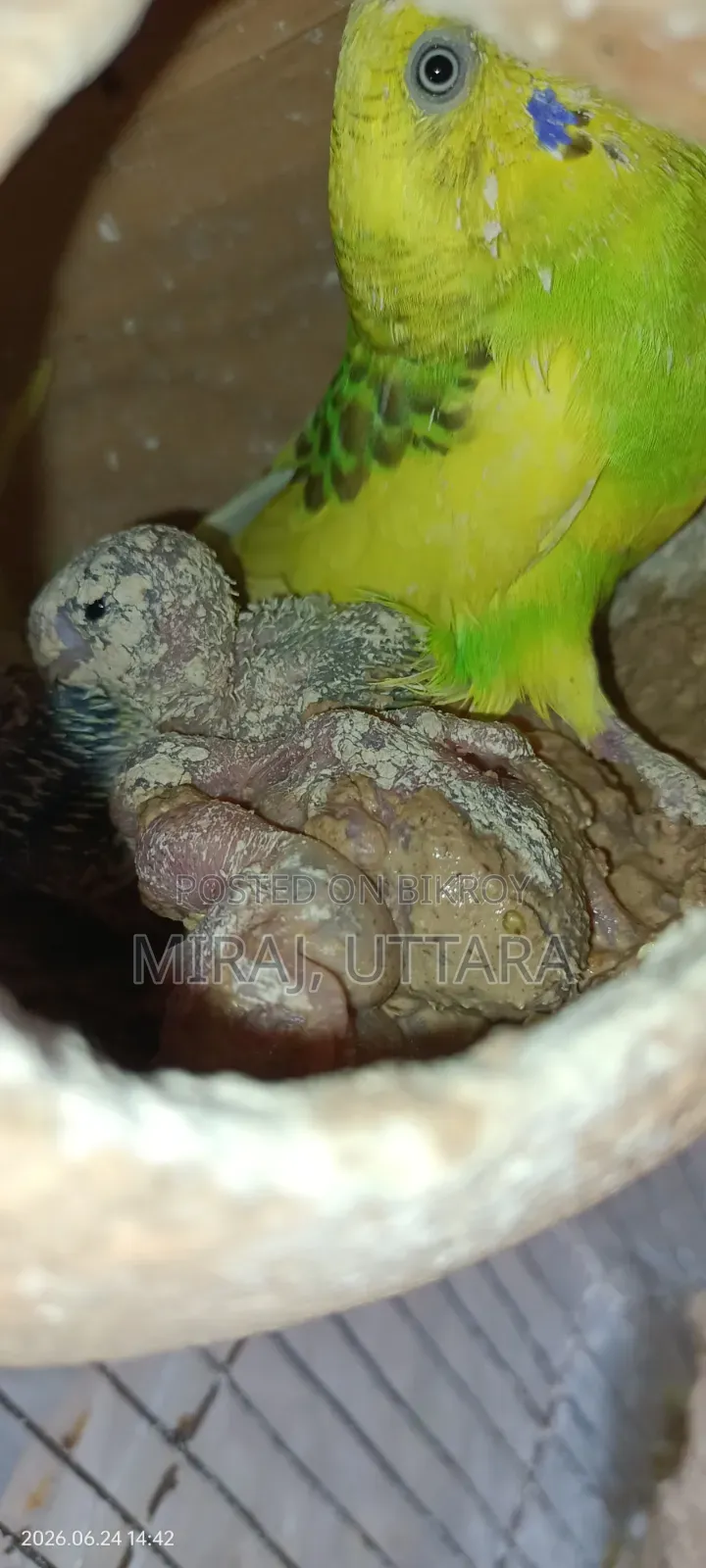 Budgerigar Bird Sale