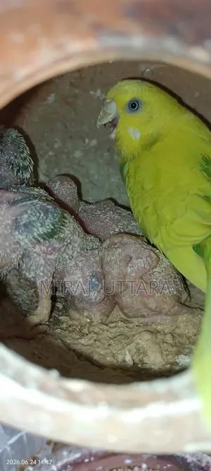 Budgerigar Bird Sale
