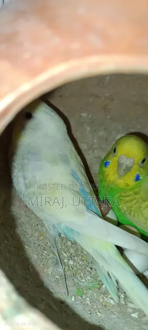 Budgerigar Bird Sale