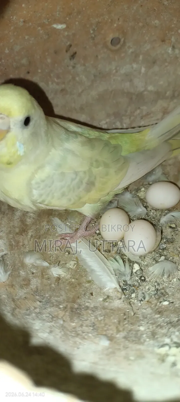 Budgerigar Bird Sale