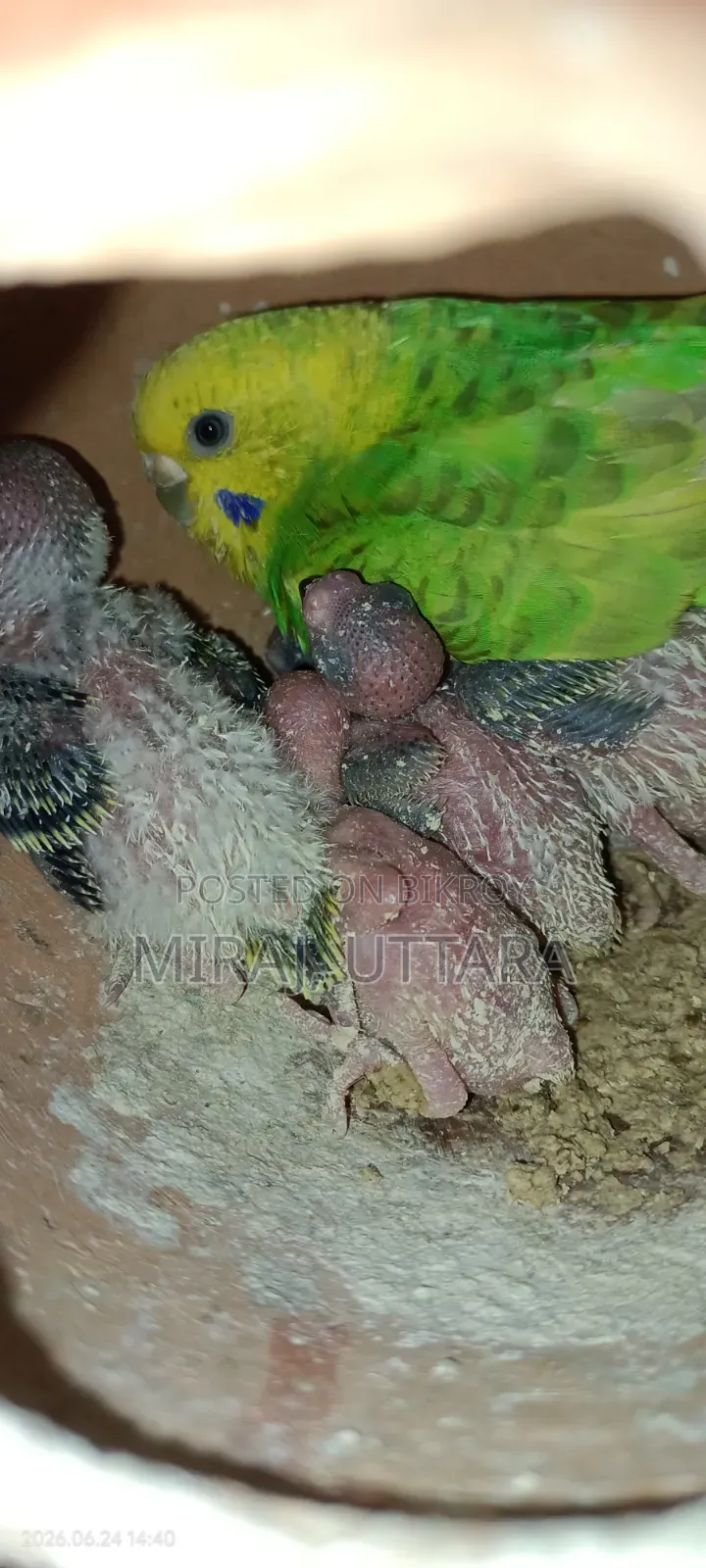 Budgerigar Bird Sale