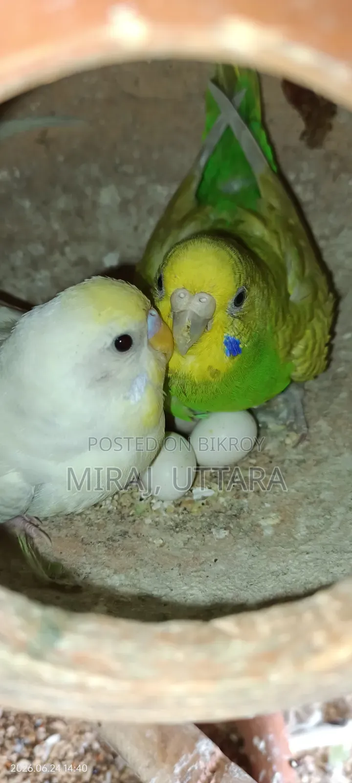 Budgerigar Bird Sale