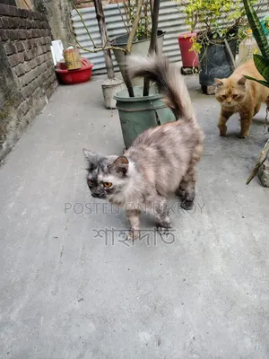 3-6 months Female Purebred Persian