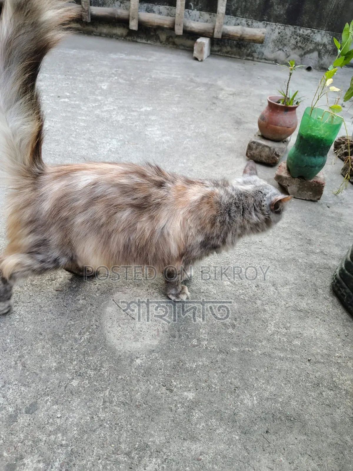 3-6 months Female Purebred Persian