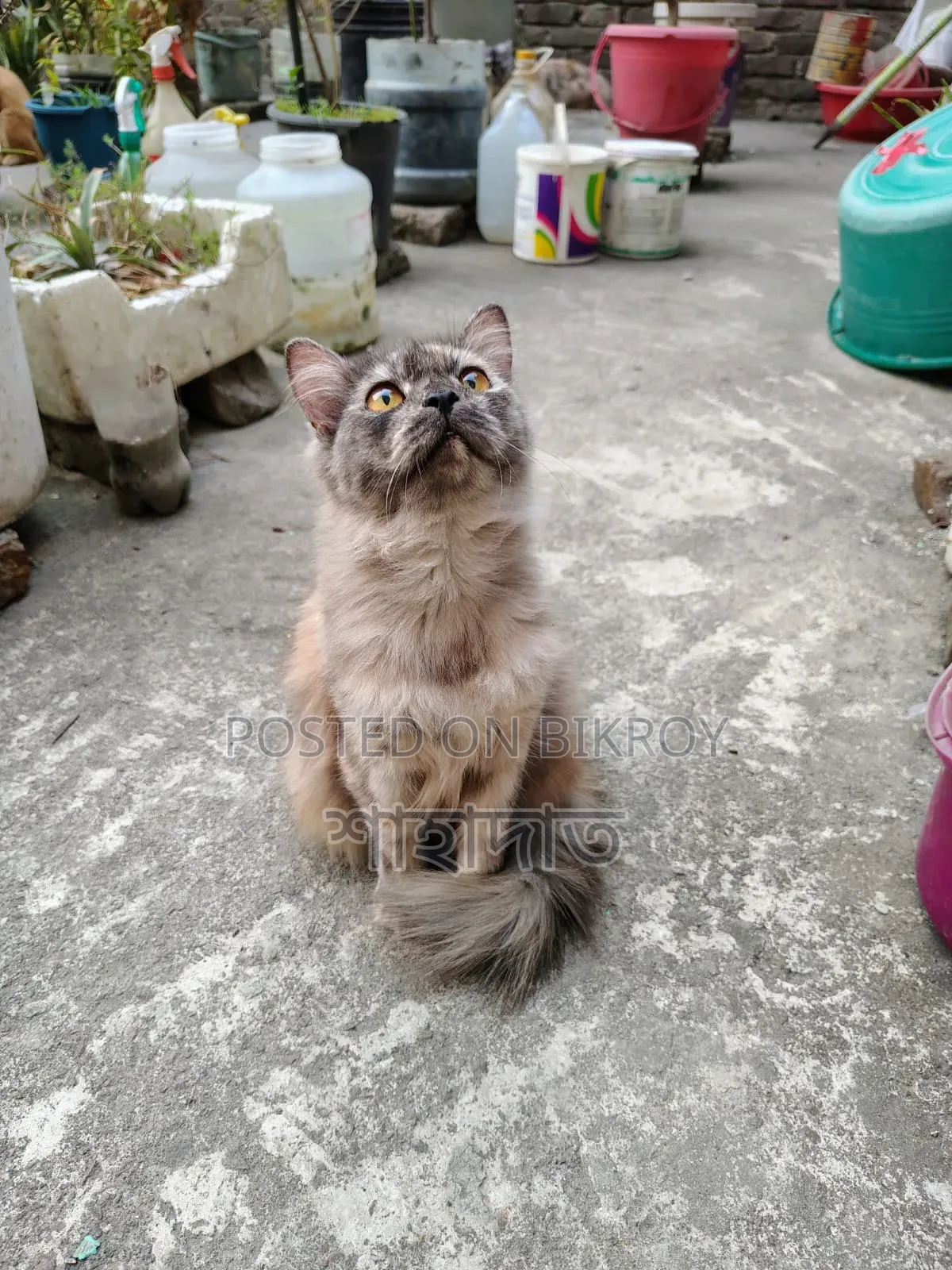 3-6 months Female Purebred Persian