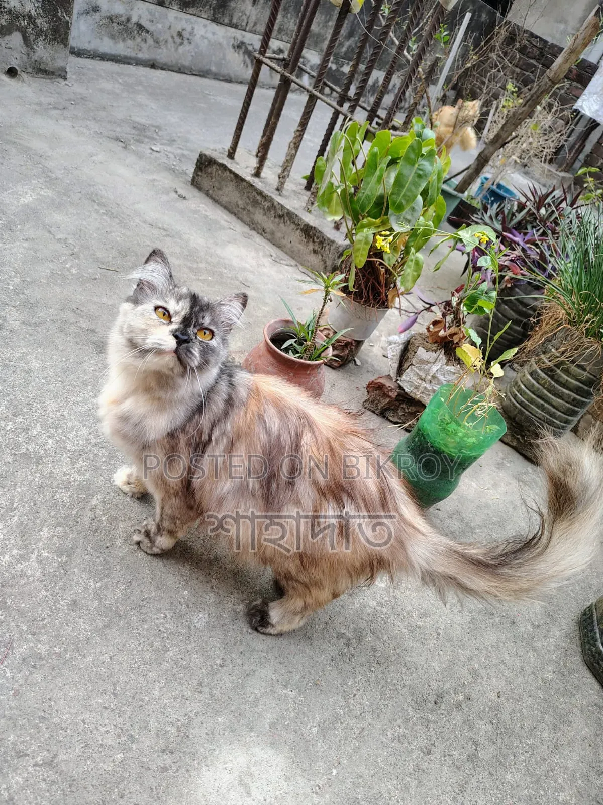 3-6 months Female Purebred Persian